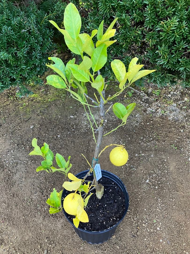 無農薬 レモン✳︎ スイートレモネード ✳︎ レモネードレモン 実 gwtcs7