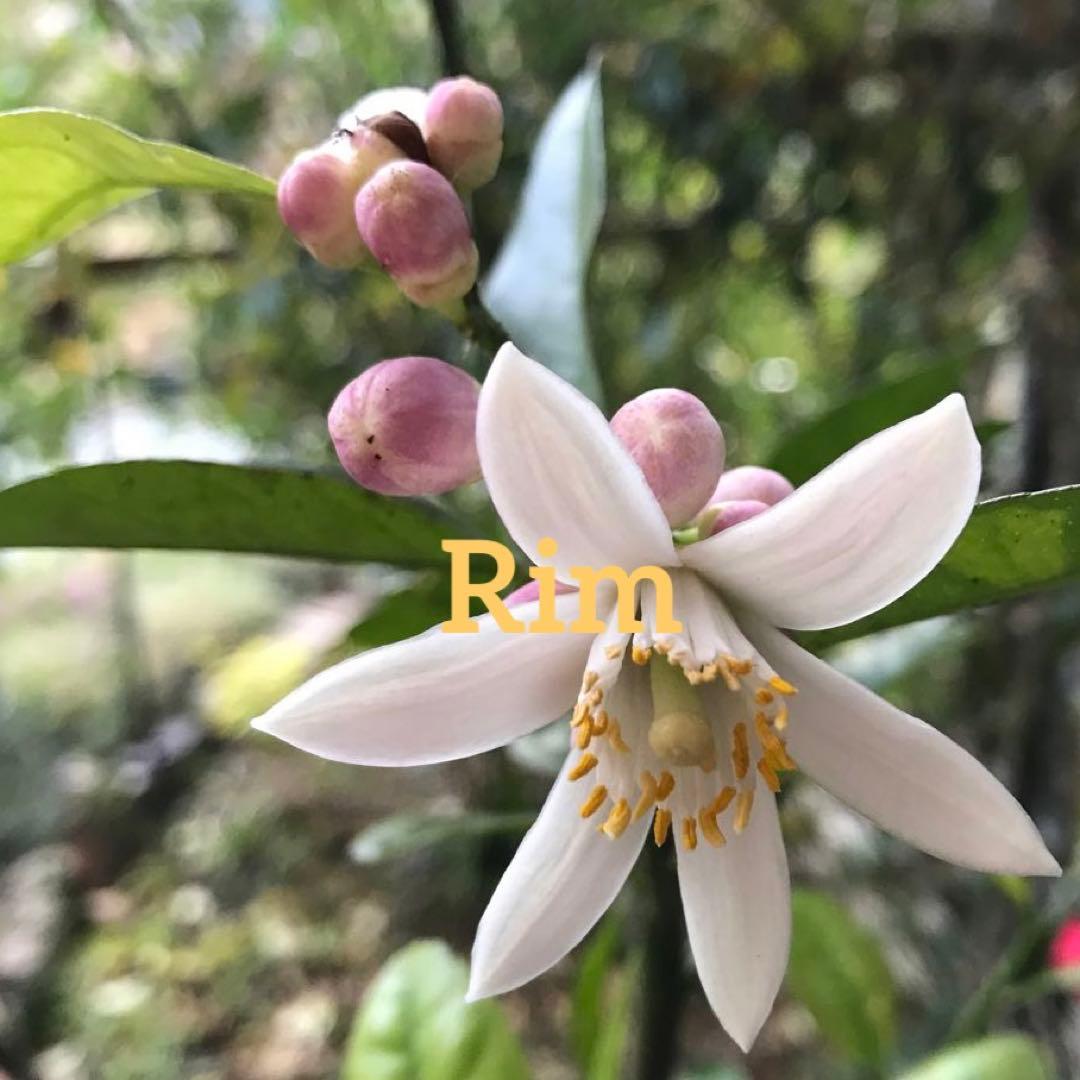 無農薬 レモン✳︎ スイートレモネード ✳︎ レモネードレモン 実 gwtcs7