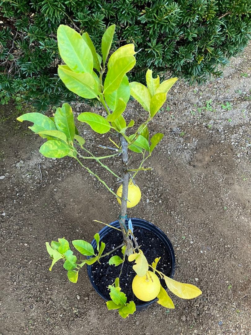 無農薬 レモン✳︎ スイートレモネード ✳︎ レモネードレモン 実 gwtcs7