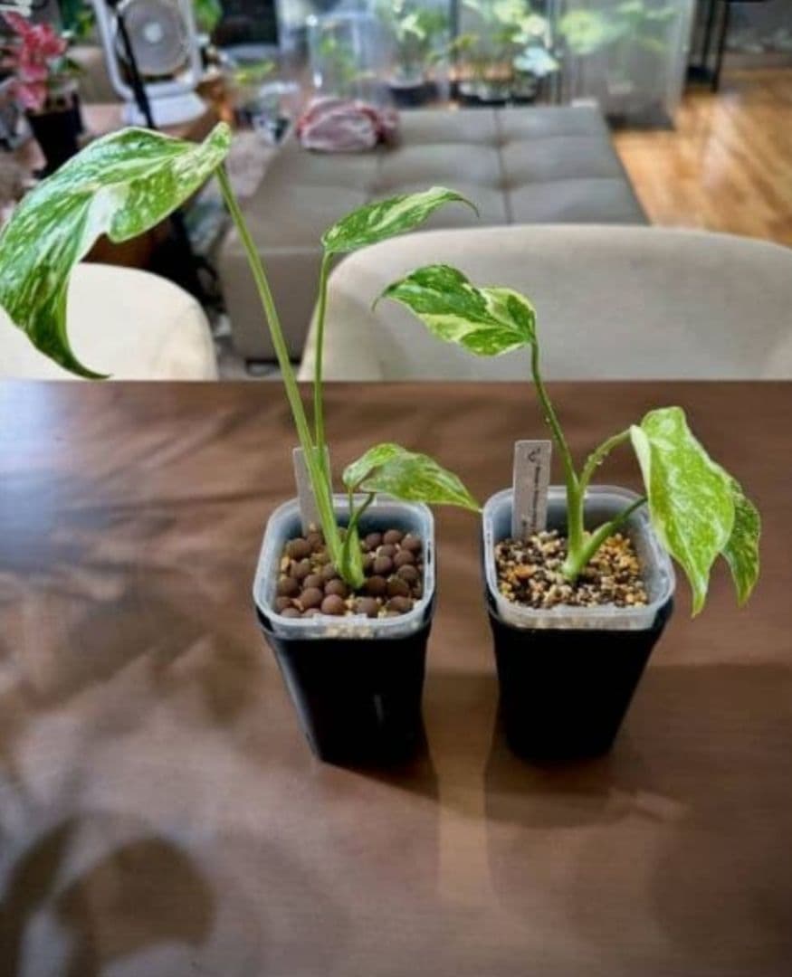 1㎏限定4セットのみ　奇跡の天然鉱石「ぐんぐん玉」観葉植物用です。