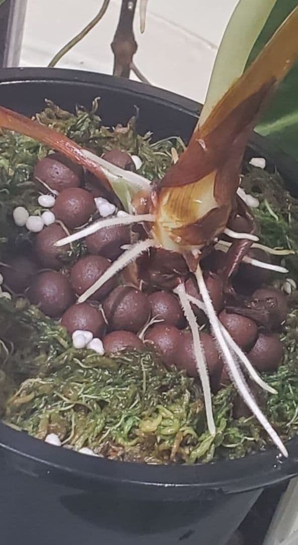 1㎏限定4セットのみ　奇跡の天然鉱石「ぐんぐん玉」観葉植物用です。