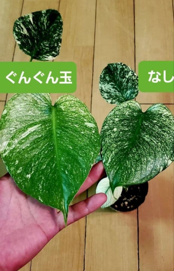 1㎏限定4セットのみ　奇跡の天然鉱石「ぐんぐん玉」観葉植物用です。