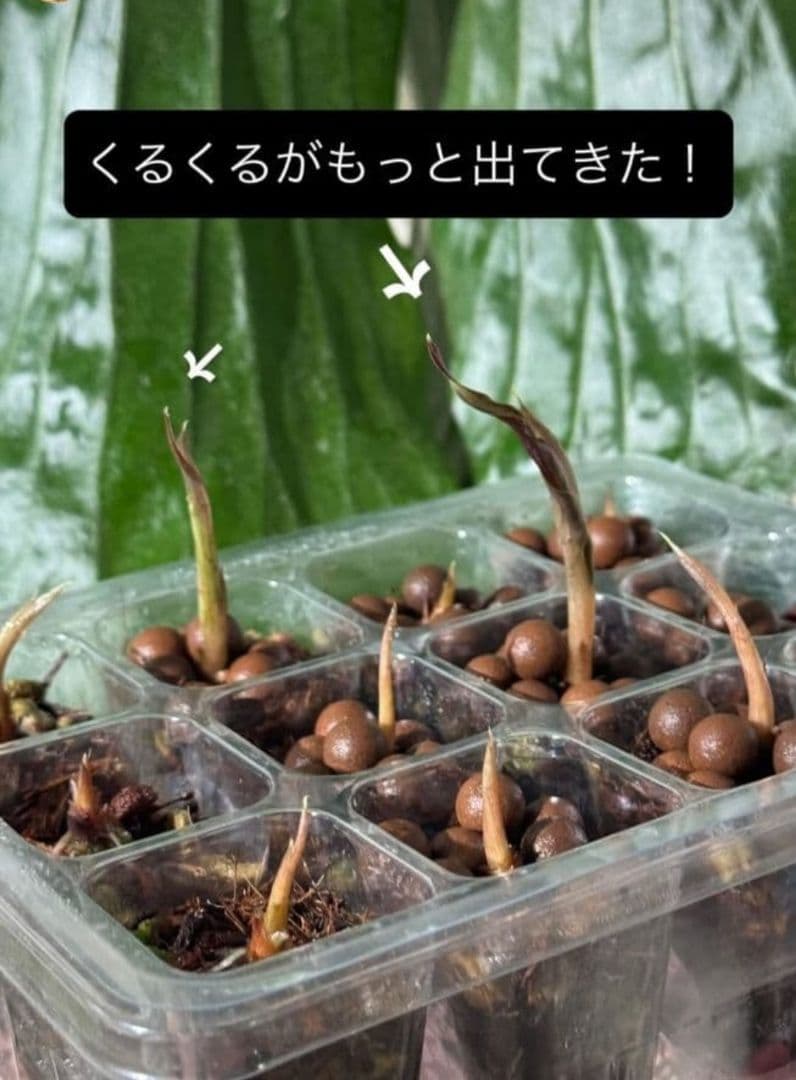 1㎏限定4セットのみ　奇跡の天然鉱石「ぐんぐん玉」観葉植物用です。