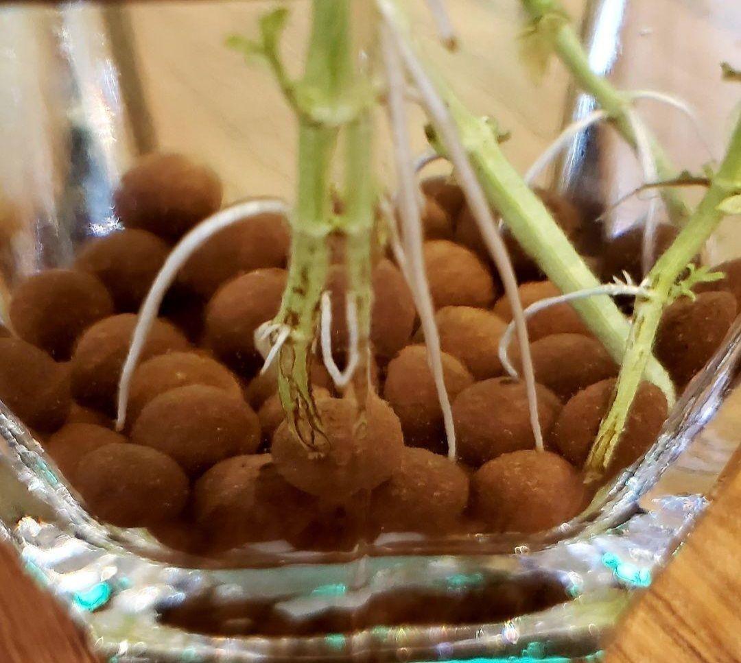 1㎏限定4セットのみ　奇跡の天然鉱石「ぐんぐん玉」観葉植物用です。