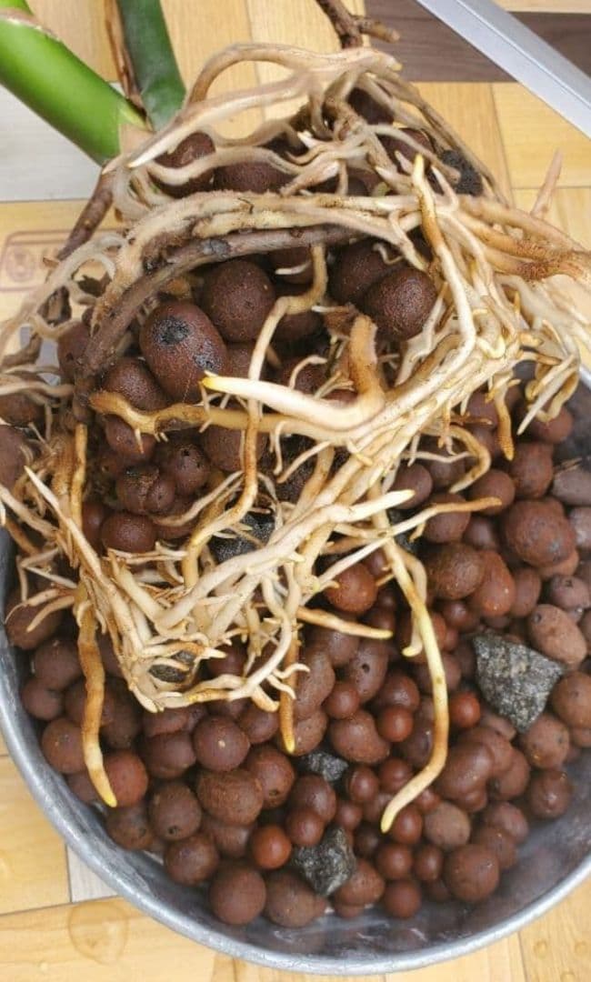 1㎏限定4セットのみ　奇跡の天然鉱石「ぐんぐん玉」観葉植物用です。