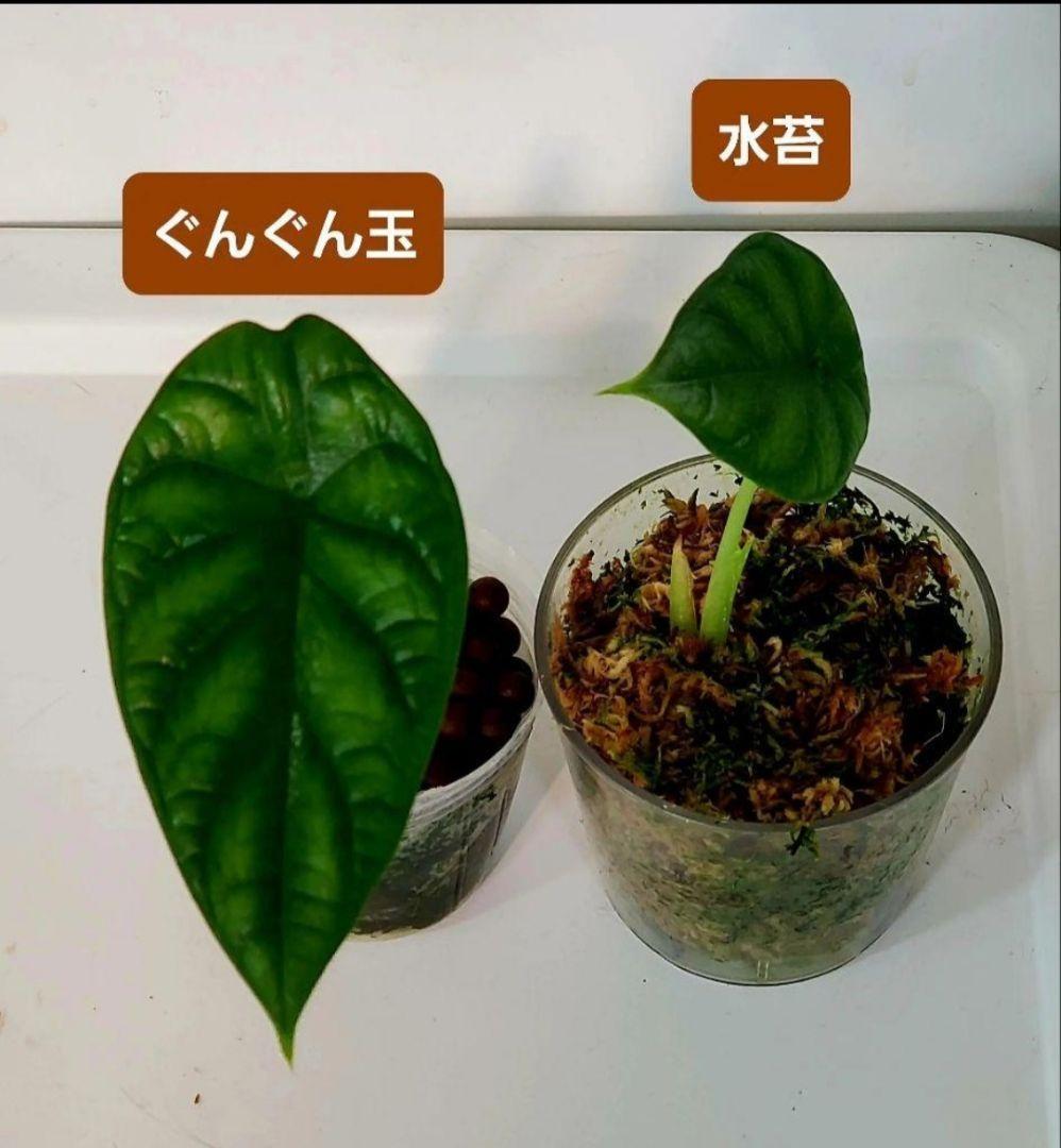 1㎏限定4セットのみ　奇跡の天然鉱石「ぐんぐん玉」観葉植物用です。