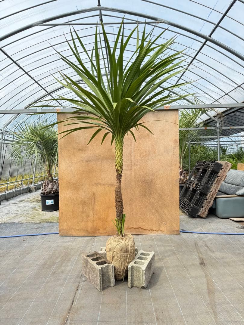 ドラセナ・ニオイシュロラン 1本立 根巻き済み 高さ約2.4m シンボルツリー