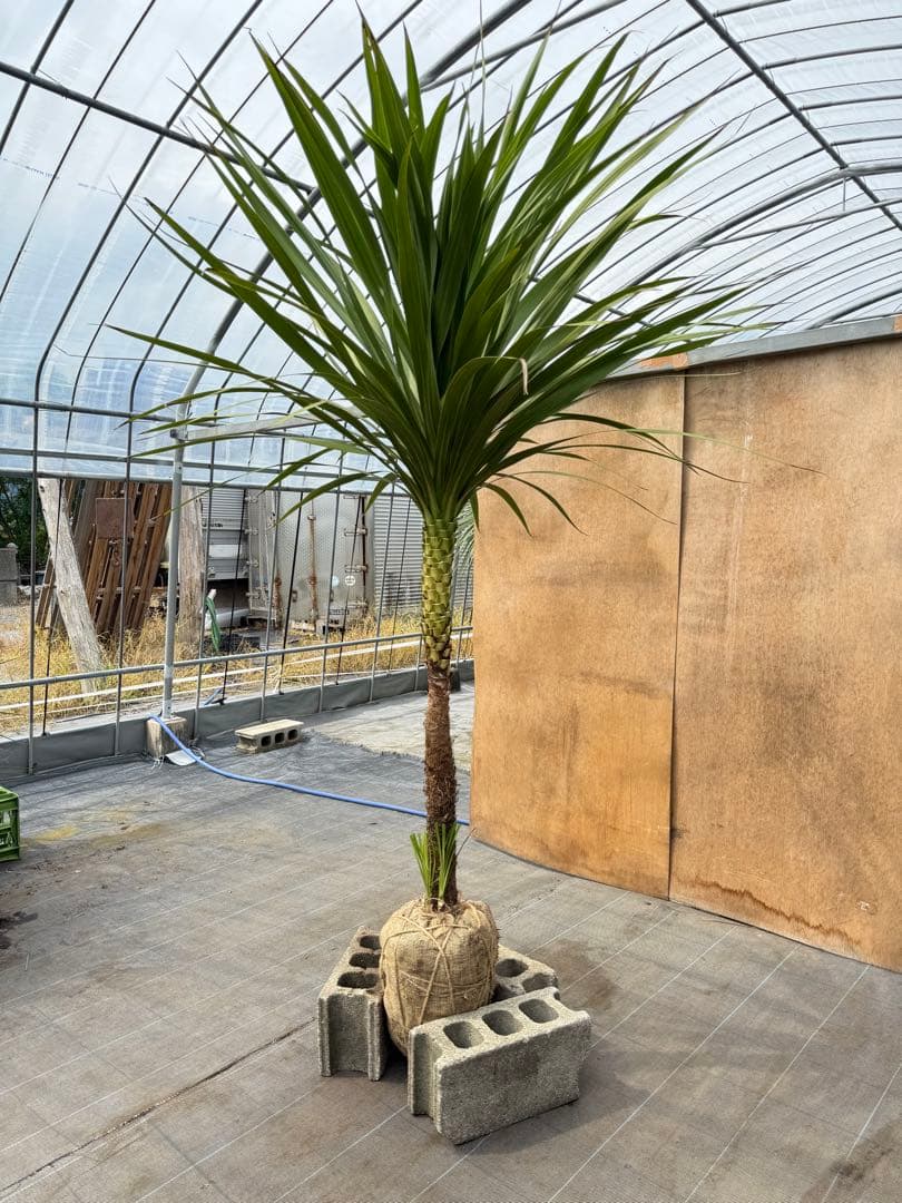 ドラセナ・ニオイシュロラン 1本立 根巻き済み 高さ約2.4m シンボルツリー