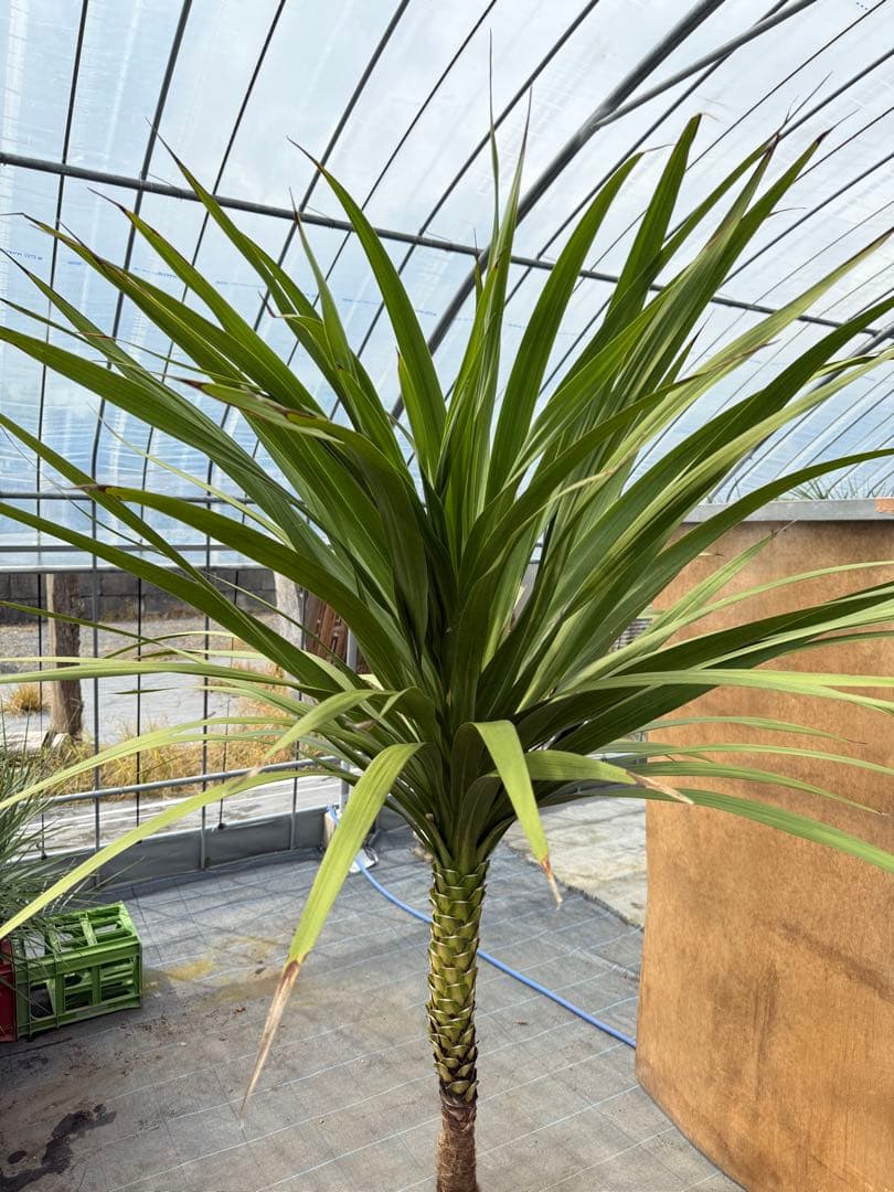 ドラセナ・ニオイシュロラン 1本立 根巻き済み 高さ約2.4m シンボルツリー