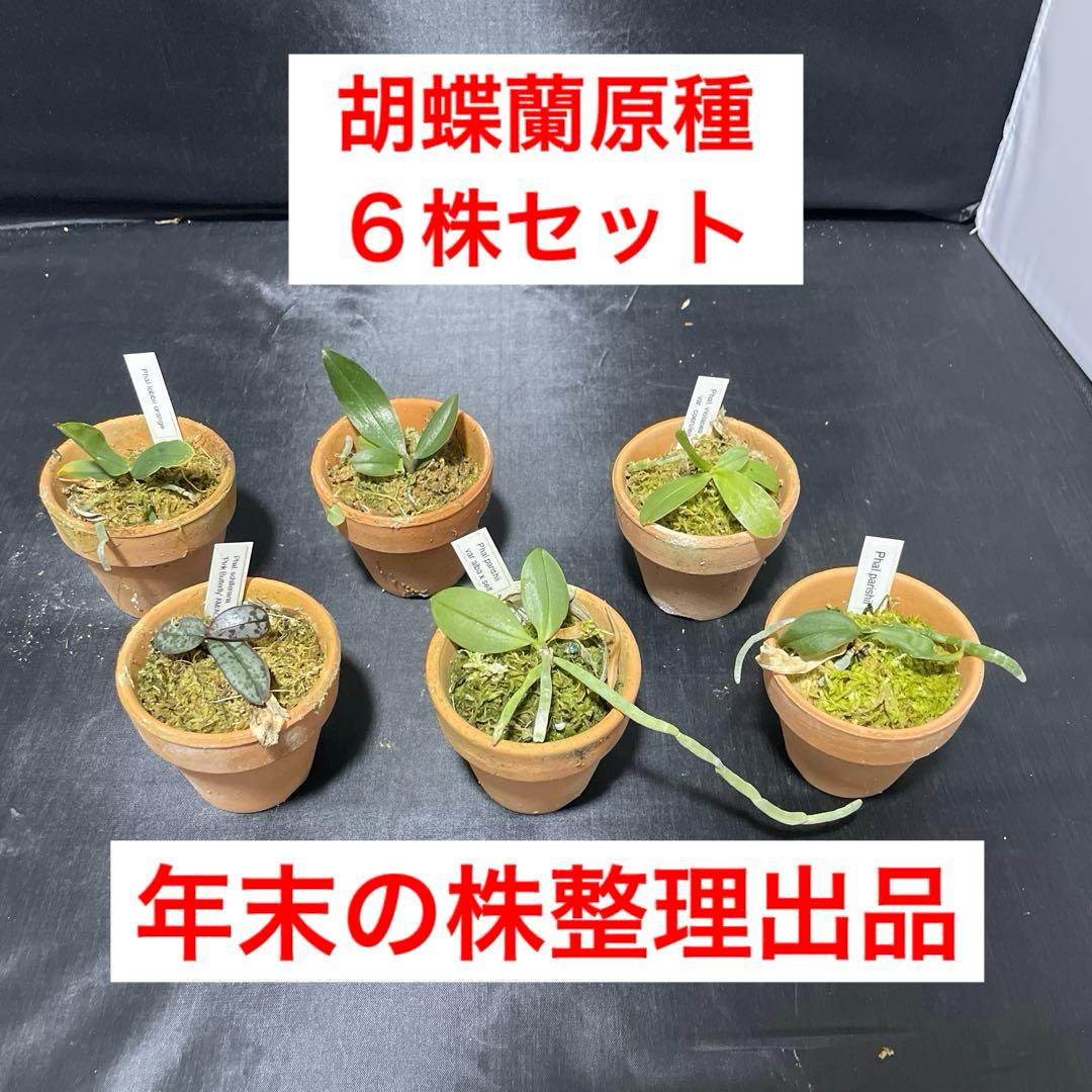胡蝶蘭　原種　６株セット　年末の株整理出品　ファレノプシス　Phal
