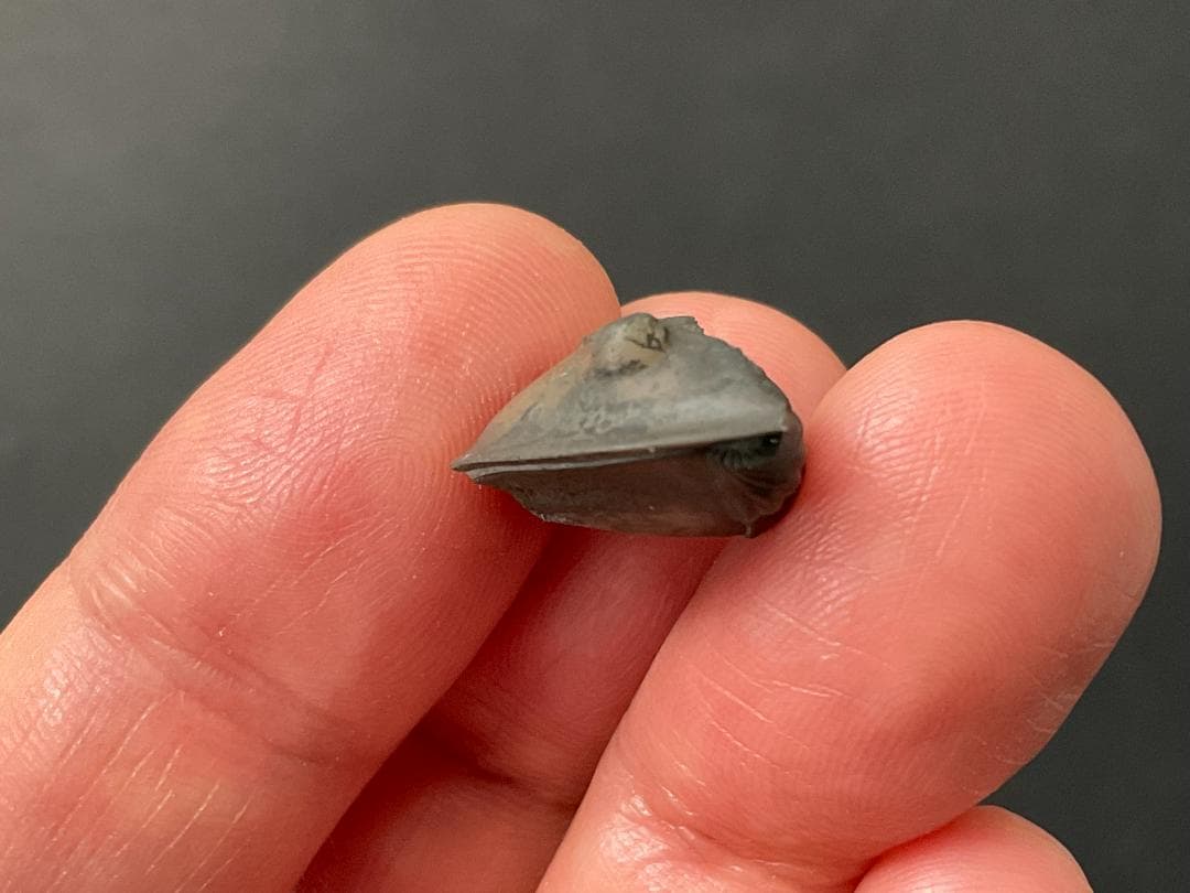 三葉虫 [TB70] イソテルス 防御態勢