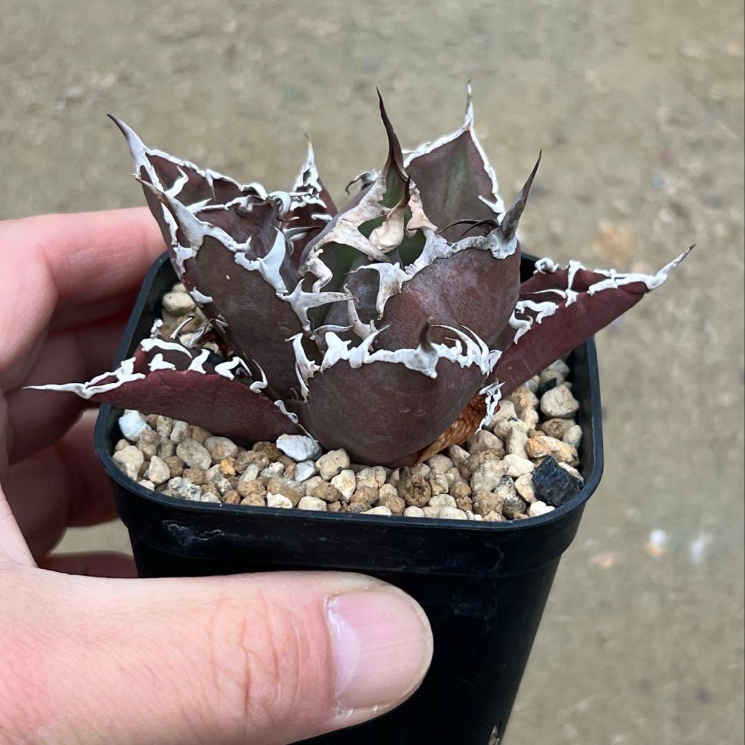 アガベ チタノタ　シーザー　活着済