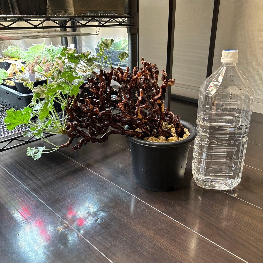 ペラルゴニウム　ミラビレ