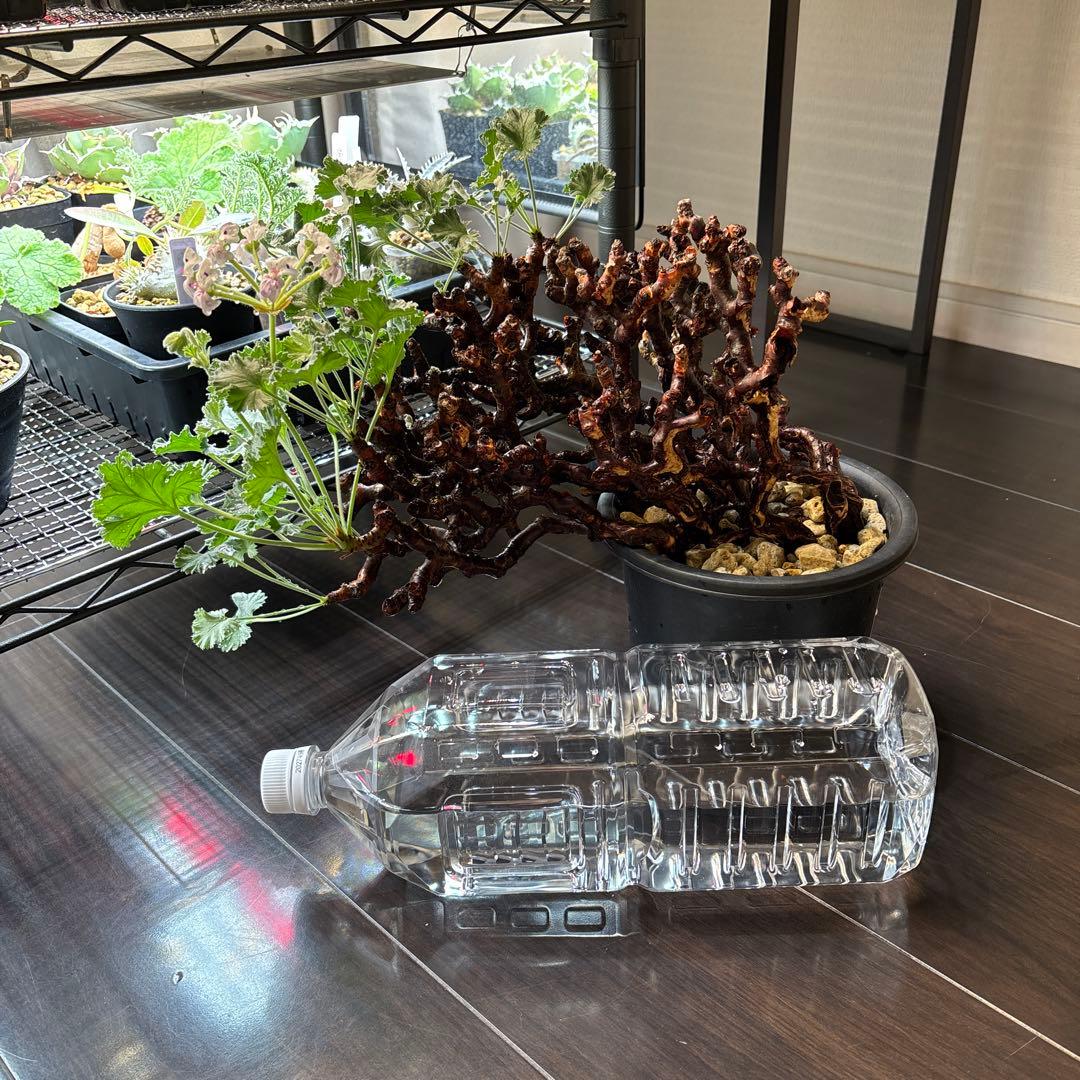 ペラルゴニウム　ミラビレ