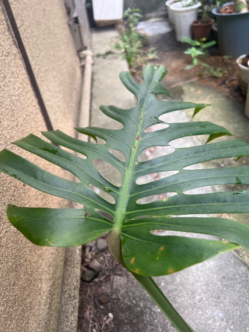 【スケルトン】ミドルカット モンステラ