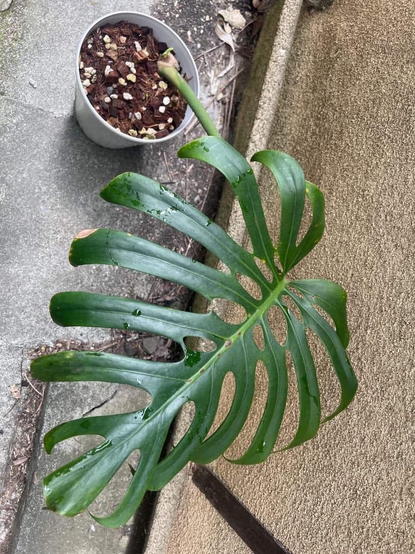 【スケルトン】ミドルカット モンステラ