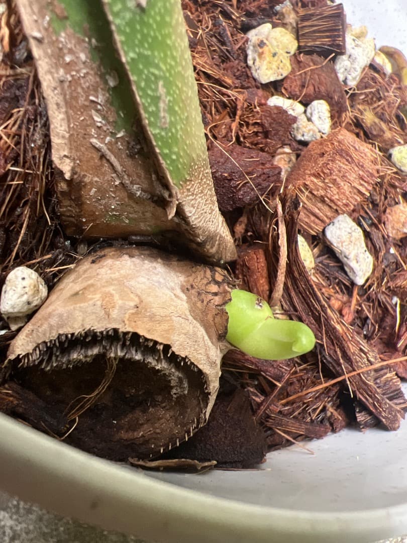 【スケルトン】ミドルカット モンステラ