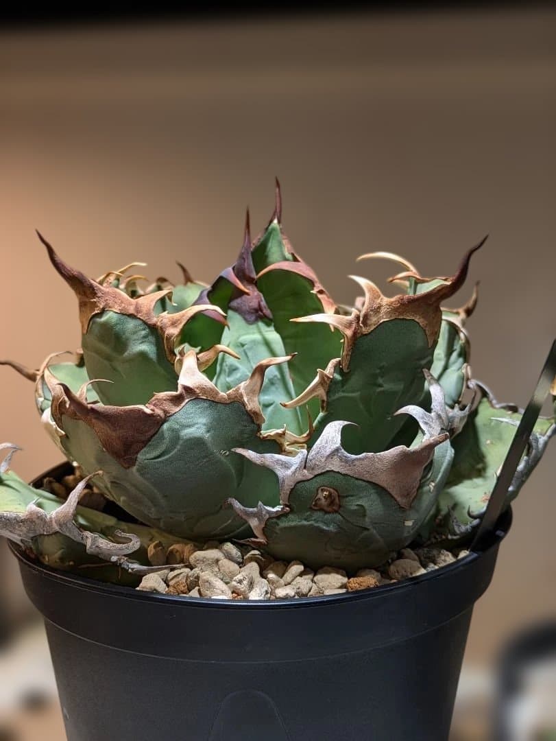 アガベ　オアハカ現地球　Coyote産