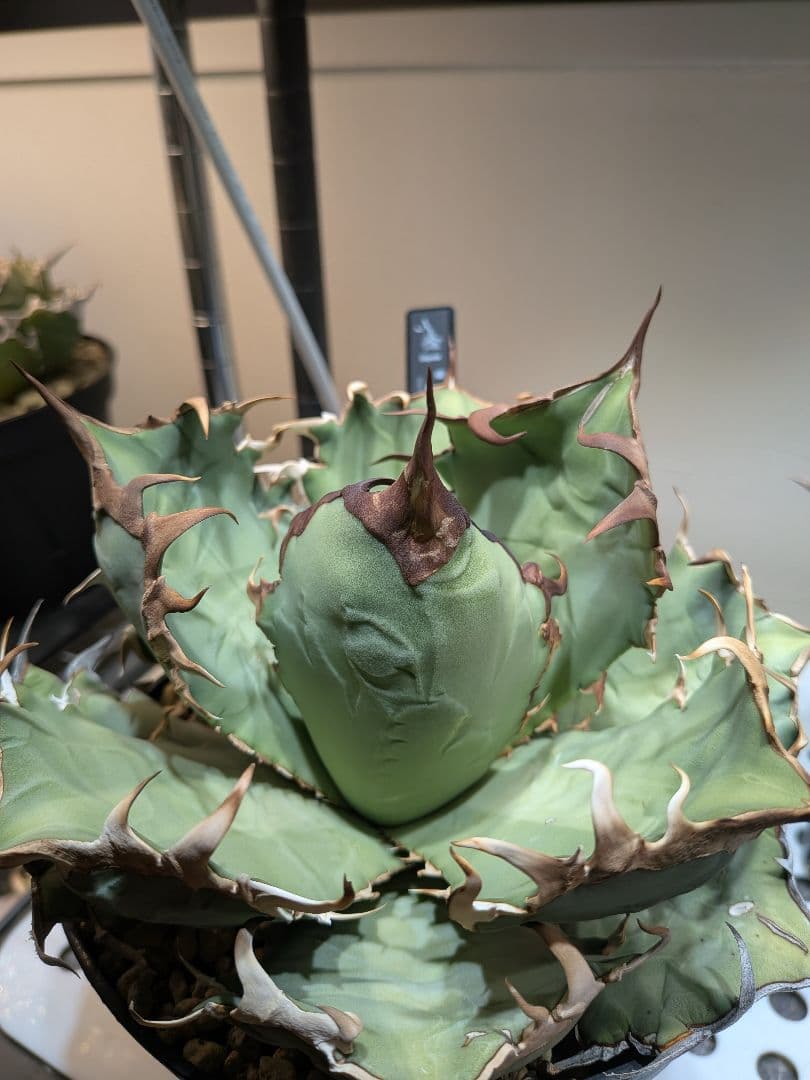 アガベ　オアハカ現地球　Coyote産