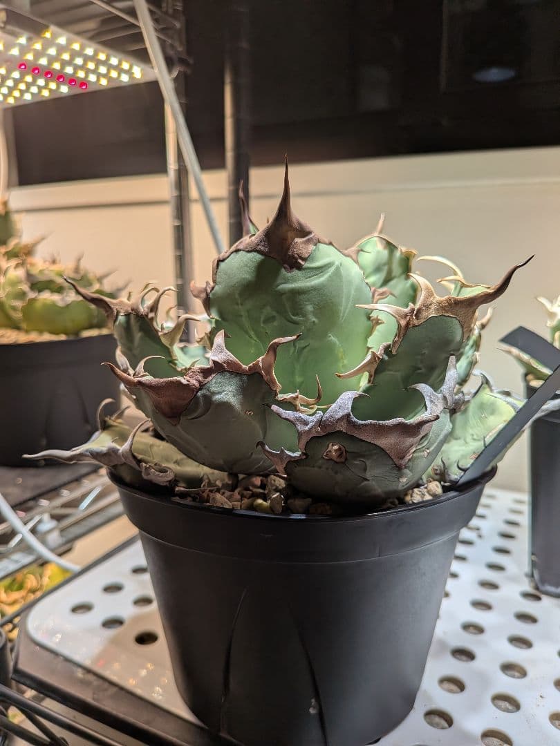 アガベ　オアハカ現地球　Coyote産