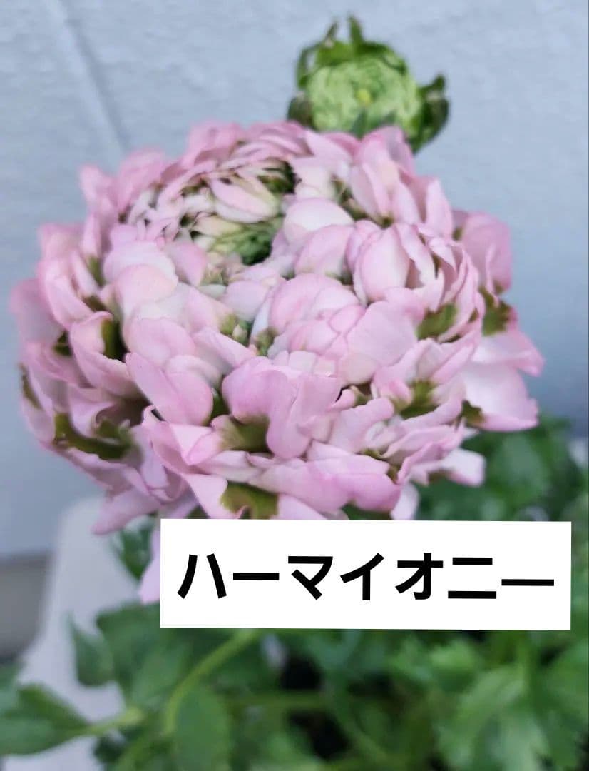 レア色、ラナンキュラスポンポン『ハーマイオニー』本物、透け感綺麗な5号鉢植え大苗