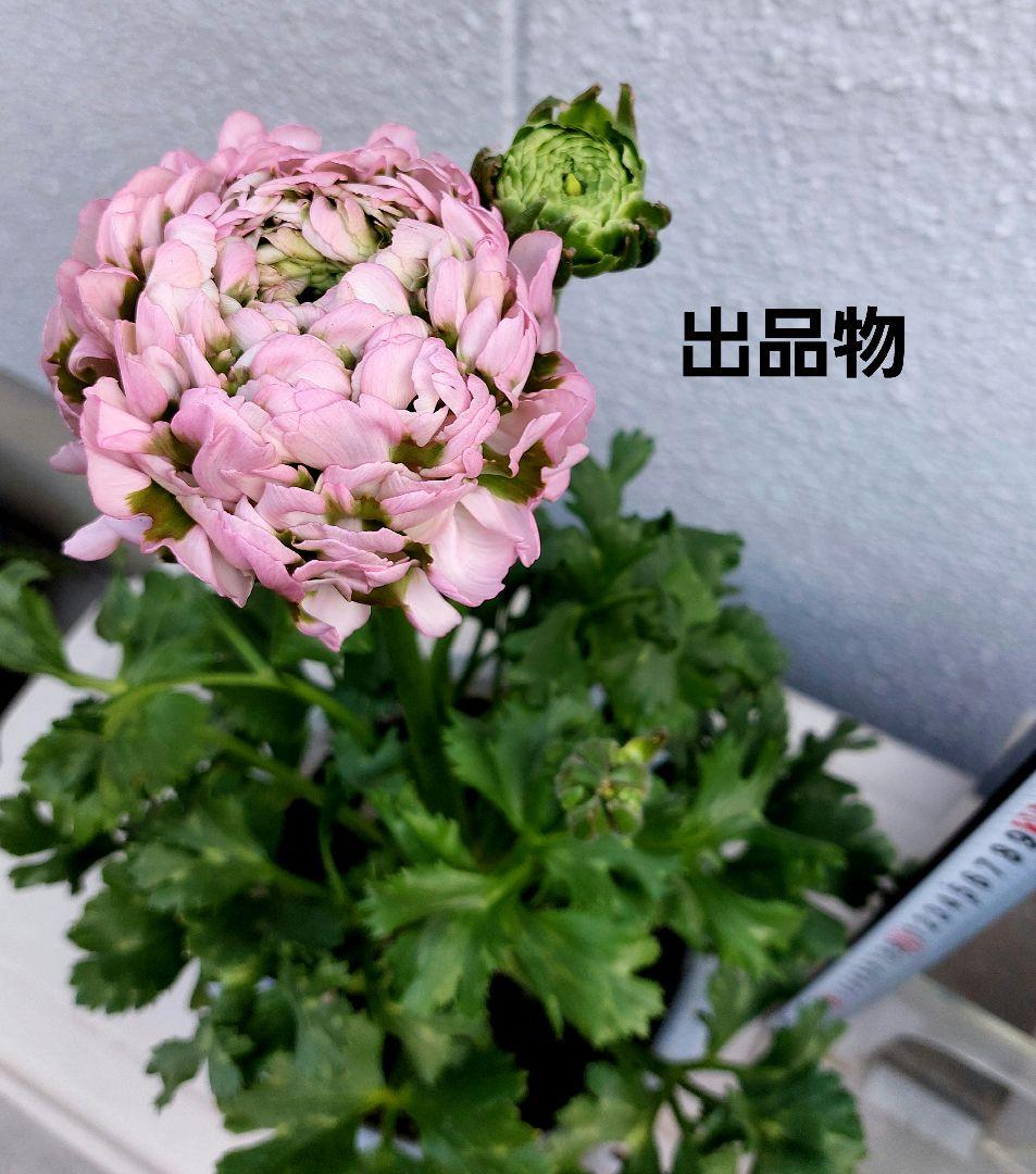 レア色、ラナンキュラスポンポン『ハーマイオニー』本物、透け感綺麗な5号鉢植え大苗
