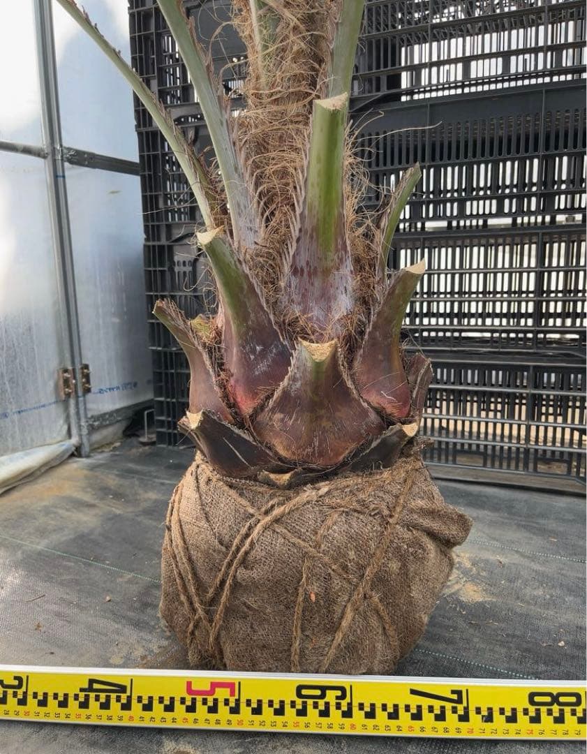 ココスヤシ 幹極太　極上の品　シルバーリーフ　良形