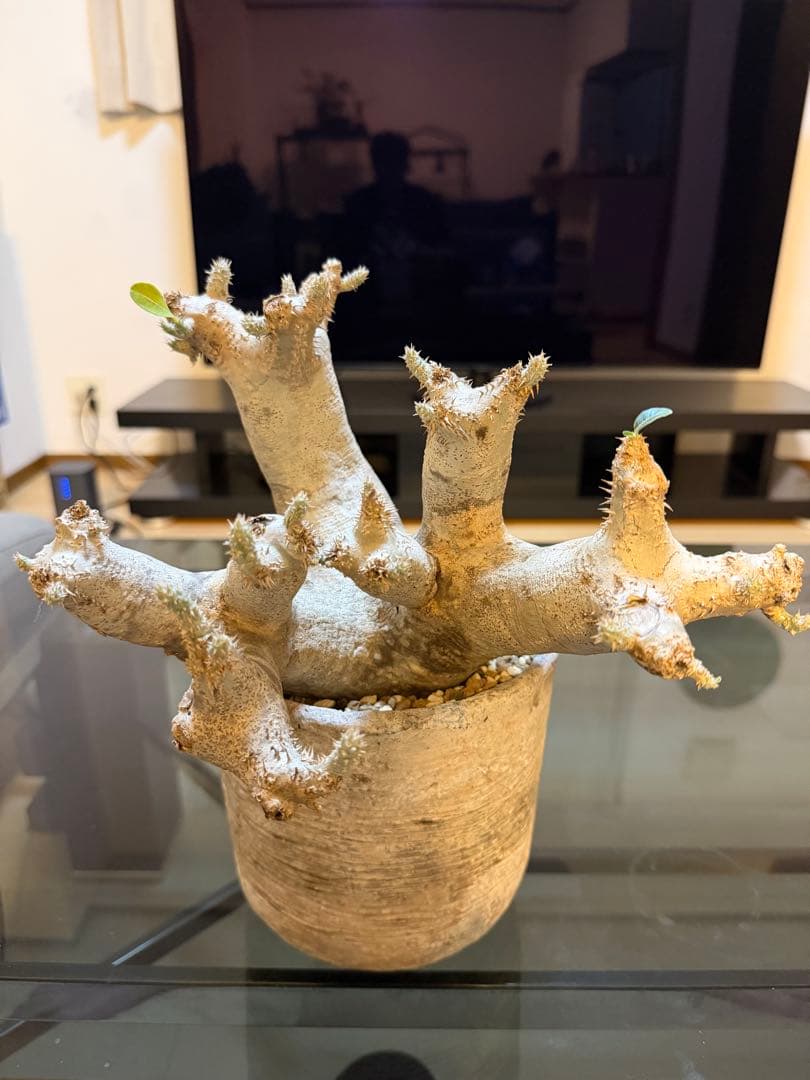 パキポディウム　イノピナツム　白肌