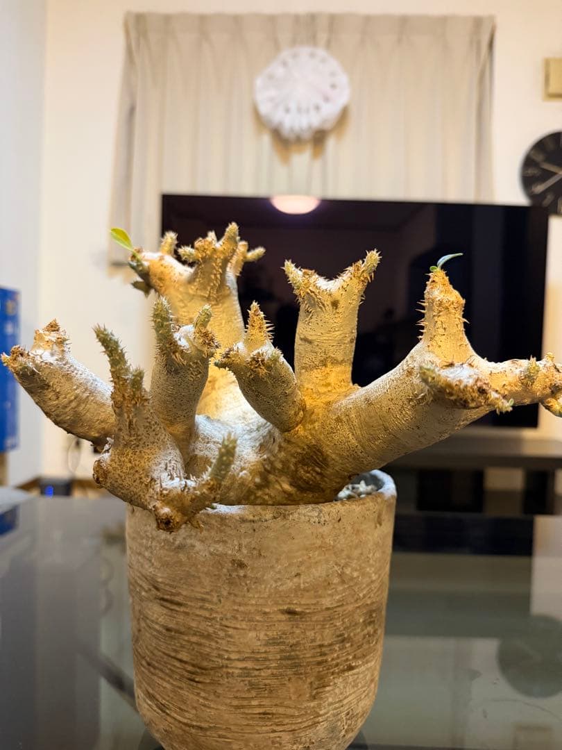 パキポディウム　イノピナツム　白肌