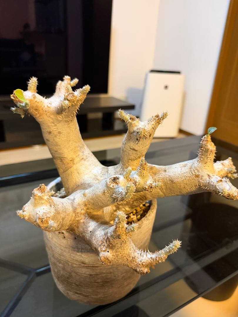 パキポディウム　イノピナツム　白肌