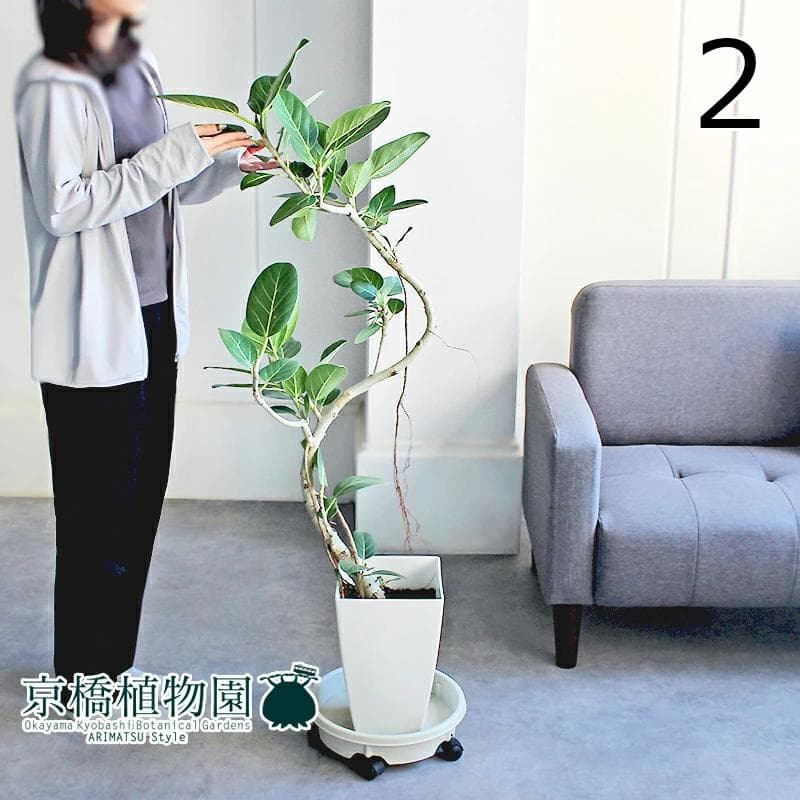 【現品】フィカス・ベンガレンシス　曲がり　8号　白角鉢　（2）