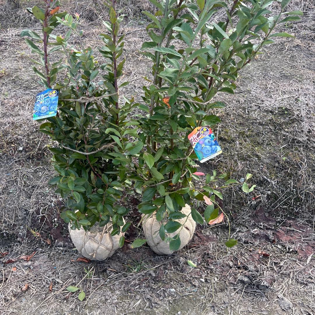 ご注文品　デライト＆フェスティバル　準大苗セット　ブルーベリー苗