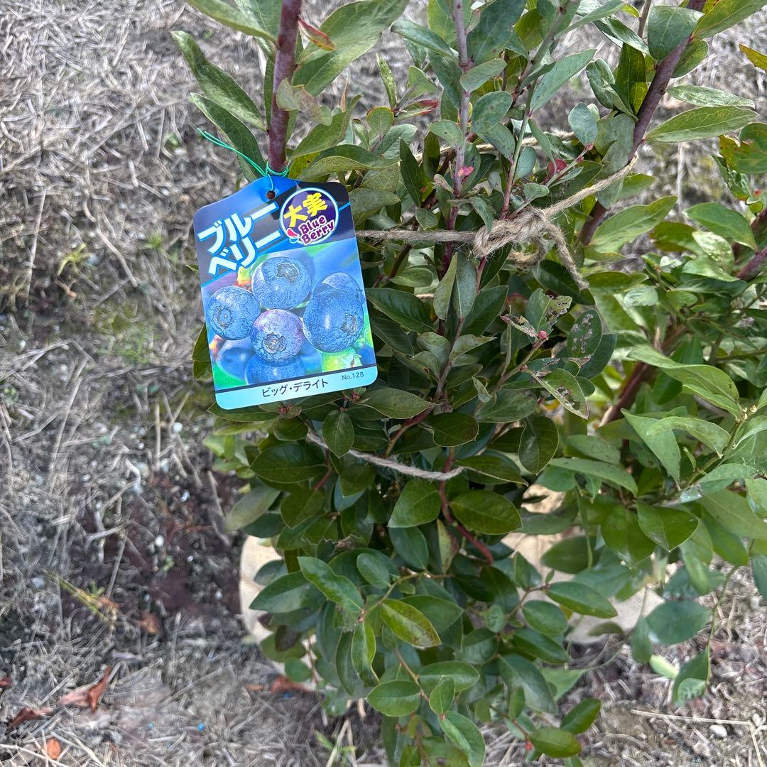ご注文品　デライト＆フェスティバル　準大苗セット　ブルーベリー苗