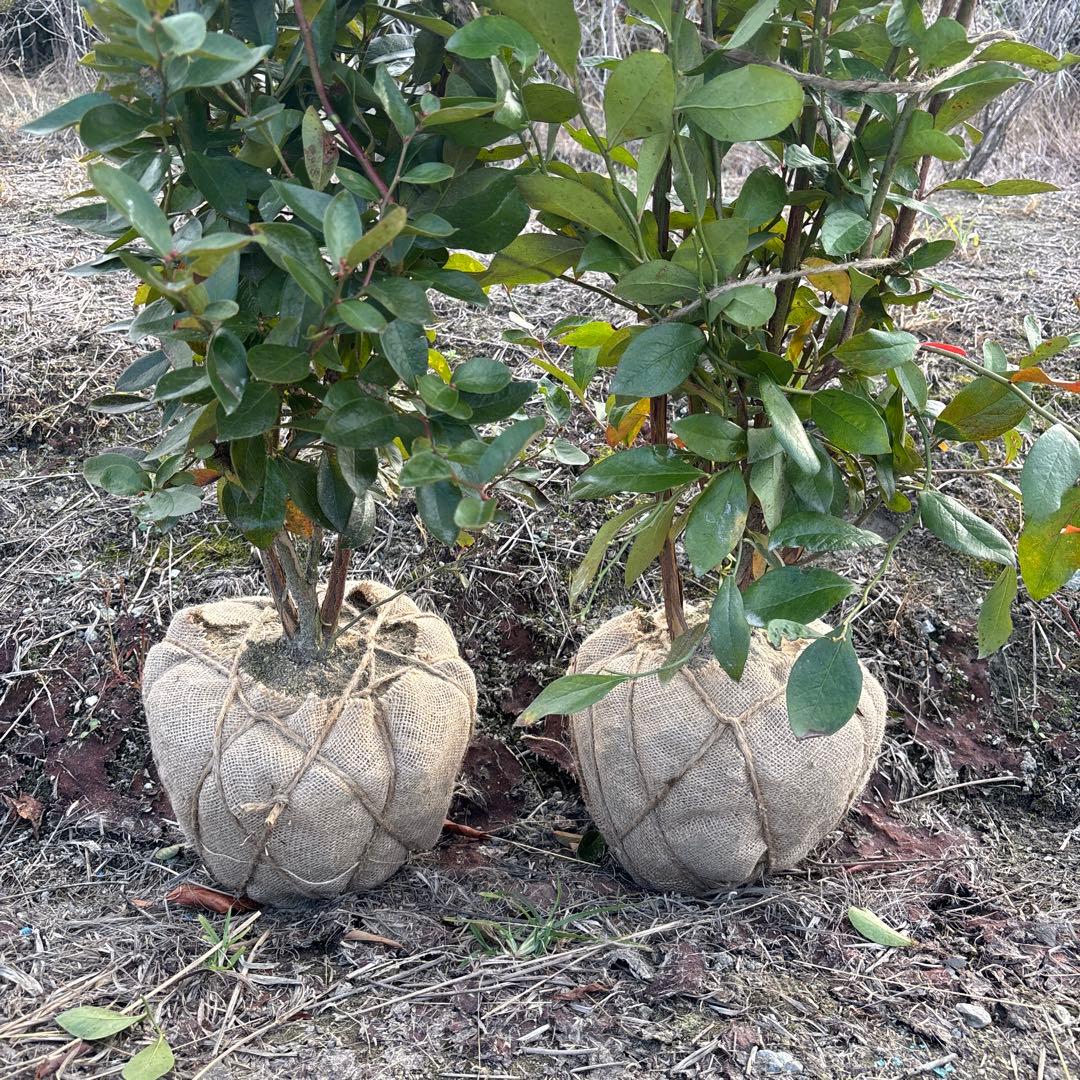 ご注文品　デライト＆フェスティバル　準大苗セット　ブルーベリー苗