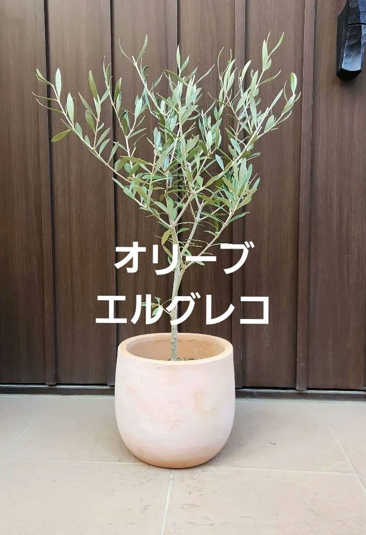 オリーブの木　エルグレコ　テラコッタ鉢植え　苗　シンボルツリー