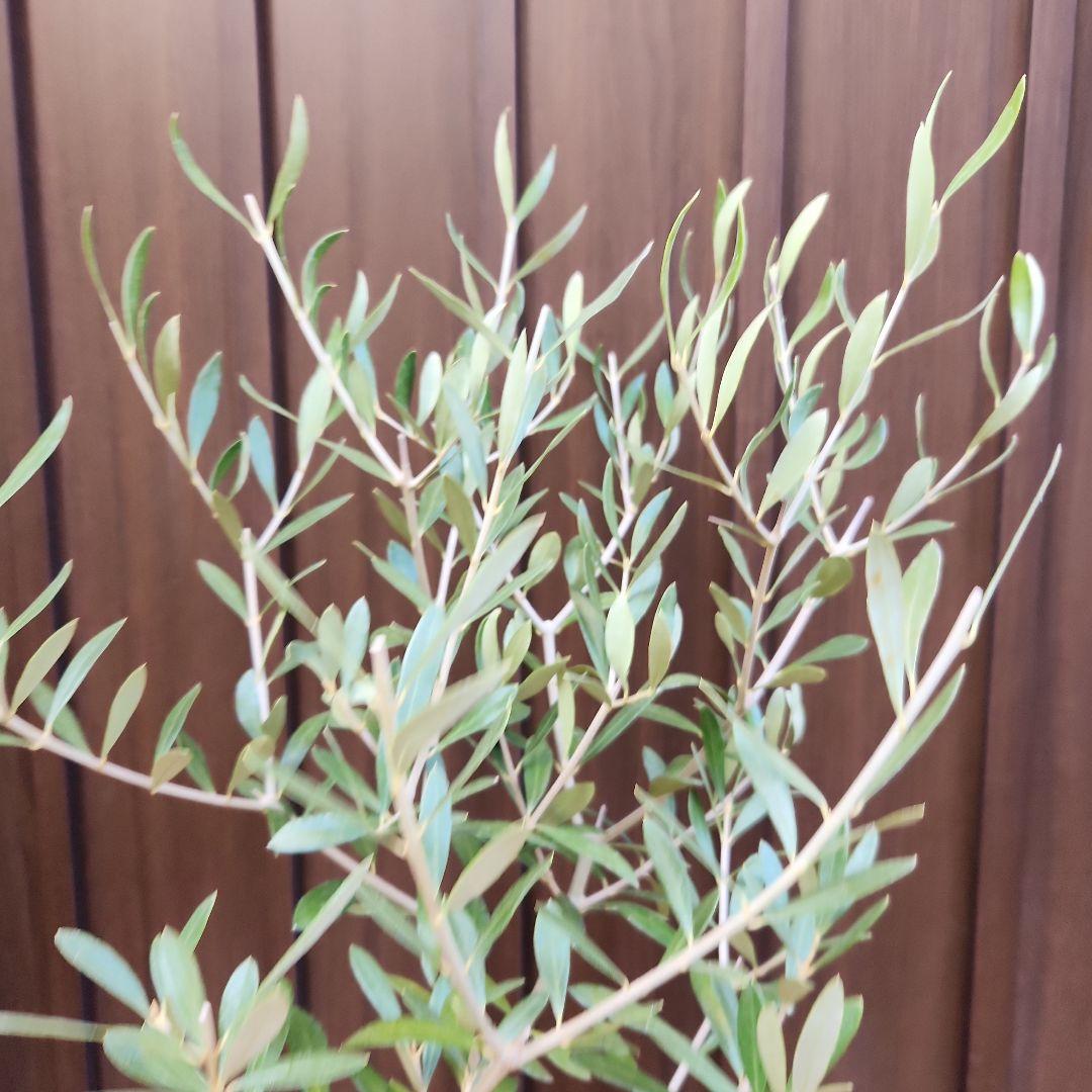オリーブの木　エルグレコ　テラコッタ鉢植え　苗　シンボルツリー