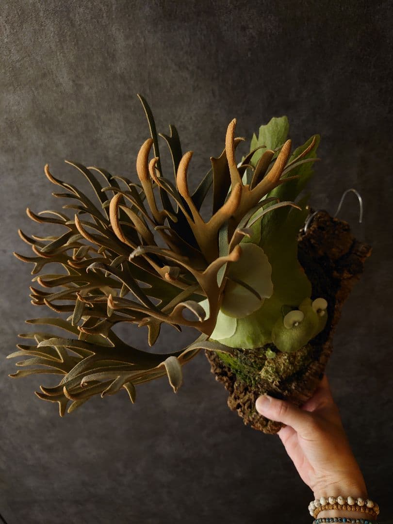 P.willinckii 'OMG' ビカクシダ OC