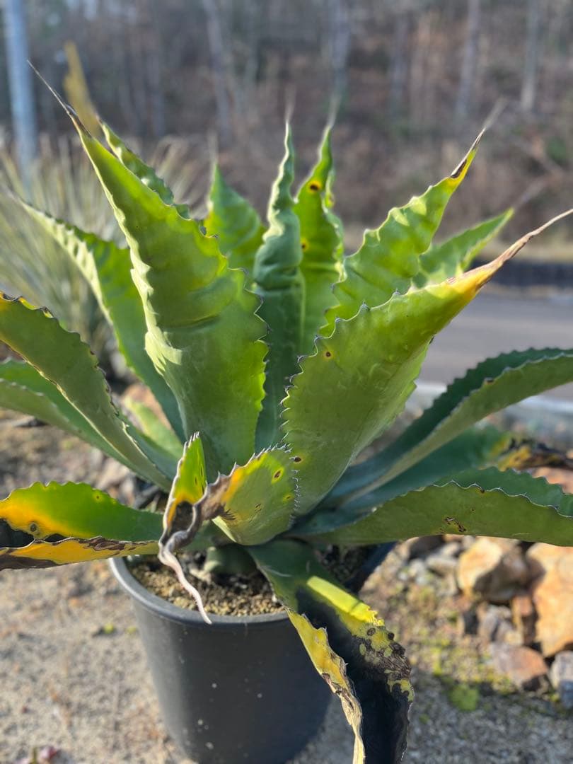 アガベ　サルミアナ　フェロックス　ローガンカルホーン　ＸＸＬサイズ