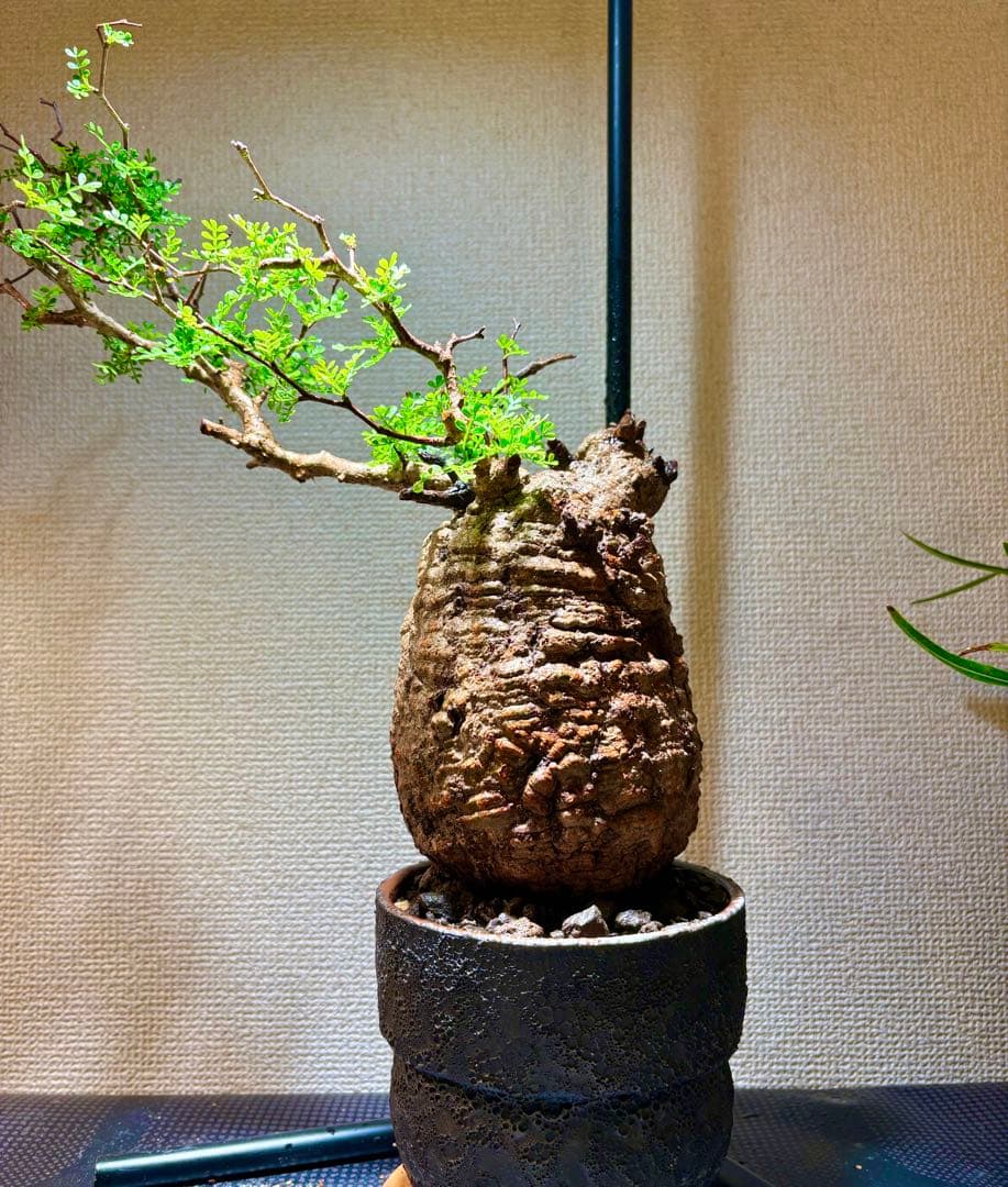 【発根済み】オペルクリカリア・パキプス