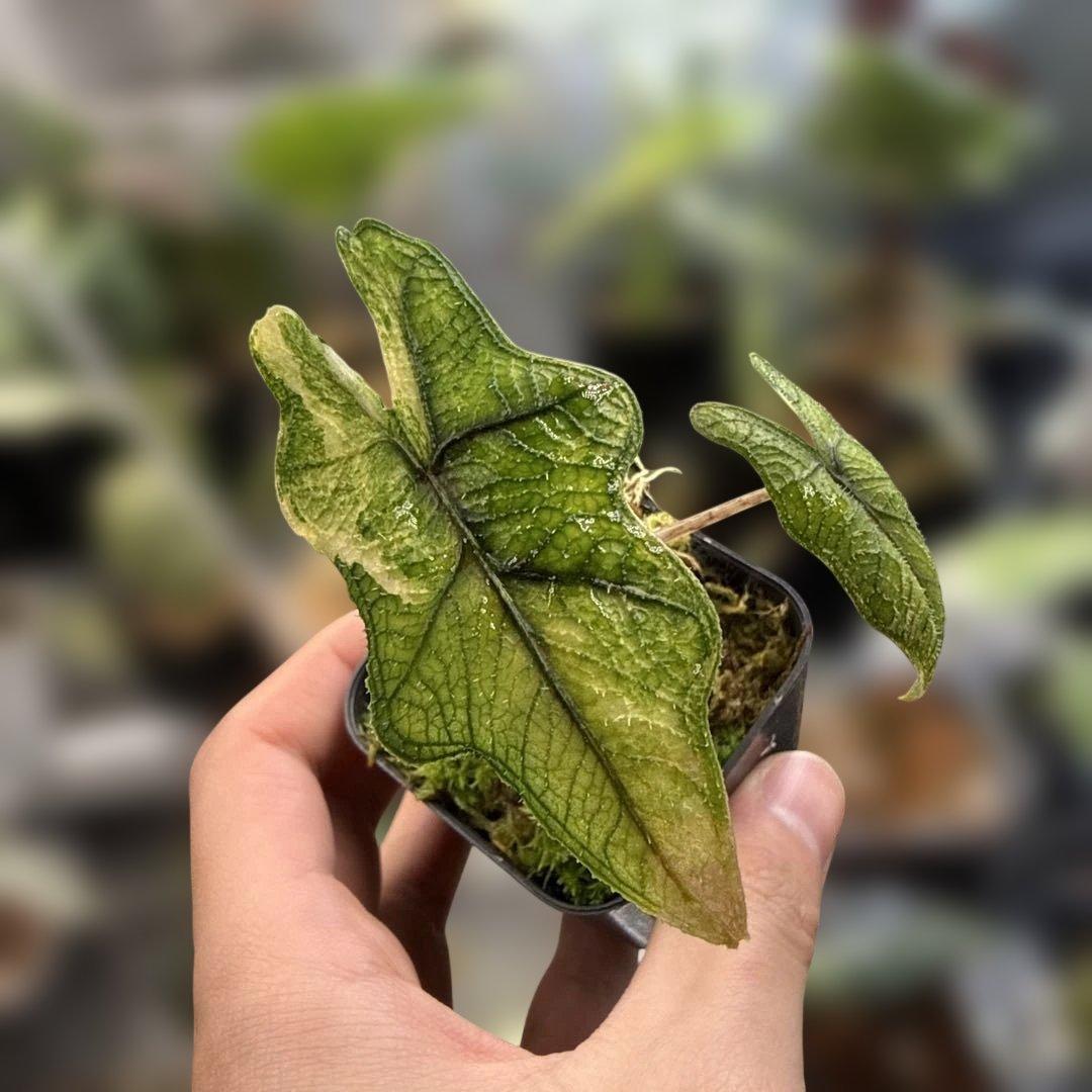 m*a様 格安 アロカシア ジャックリン 斑入り