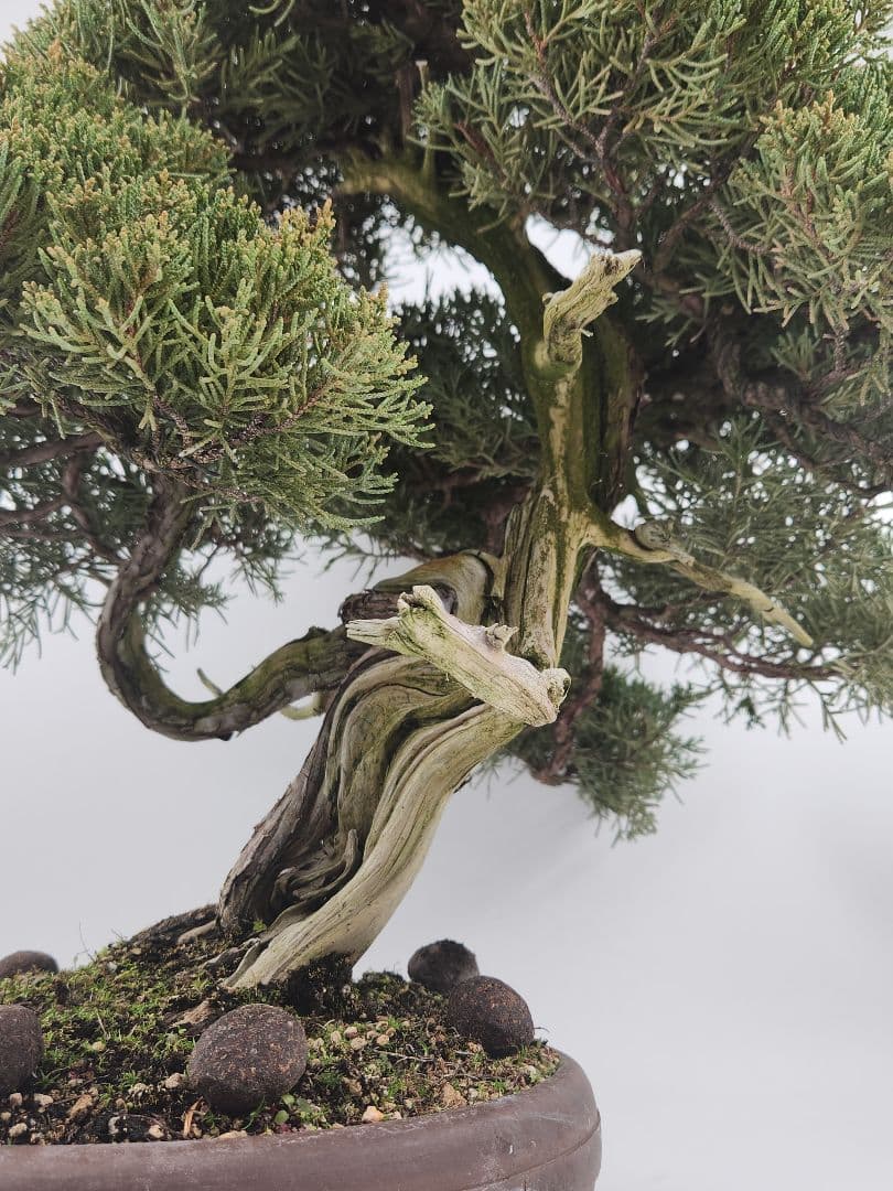 お正月セール 10日まで 中品 糸魚川真柏盆栽 五葉松盆栽 真柏盆栽 懸崖 真柏