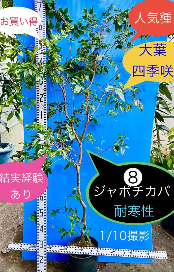 ❽ジャボチカバ 四季咲 耐寒性