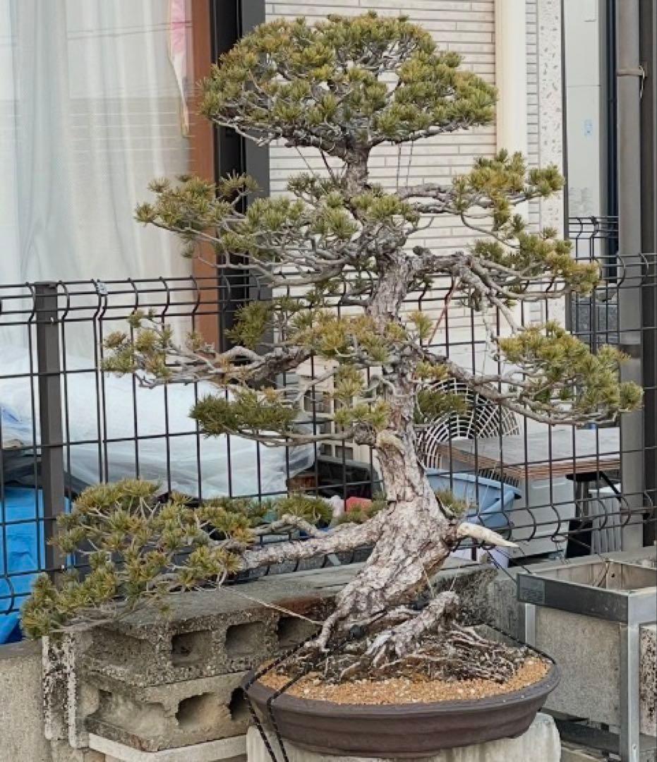 【五葉松】大品盆栽　黒松　赤松　真柏　※引き取り限定！