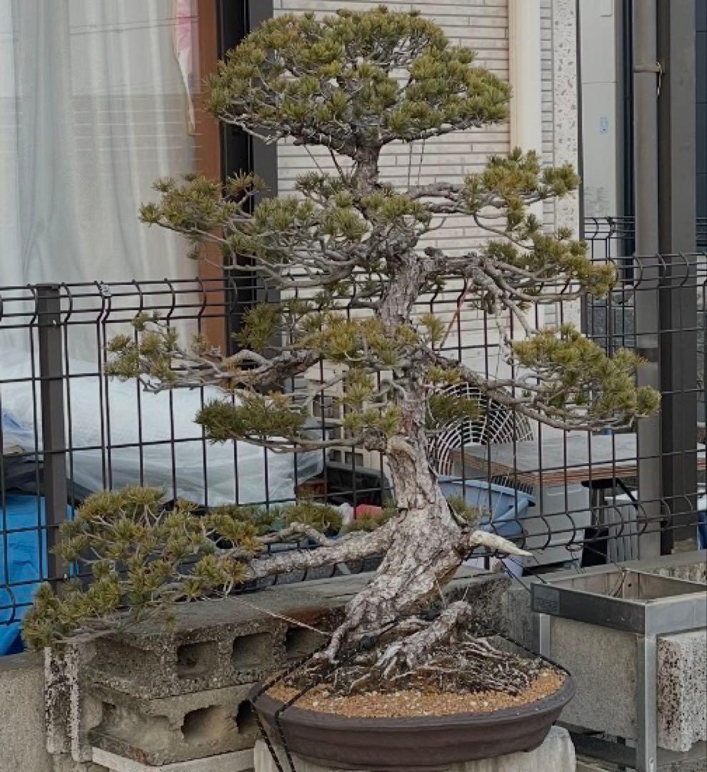 【五葉松】大品盆栽　黒松　赤松　真柏　※引き取り限定！