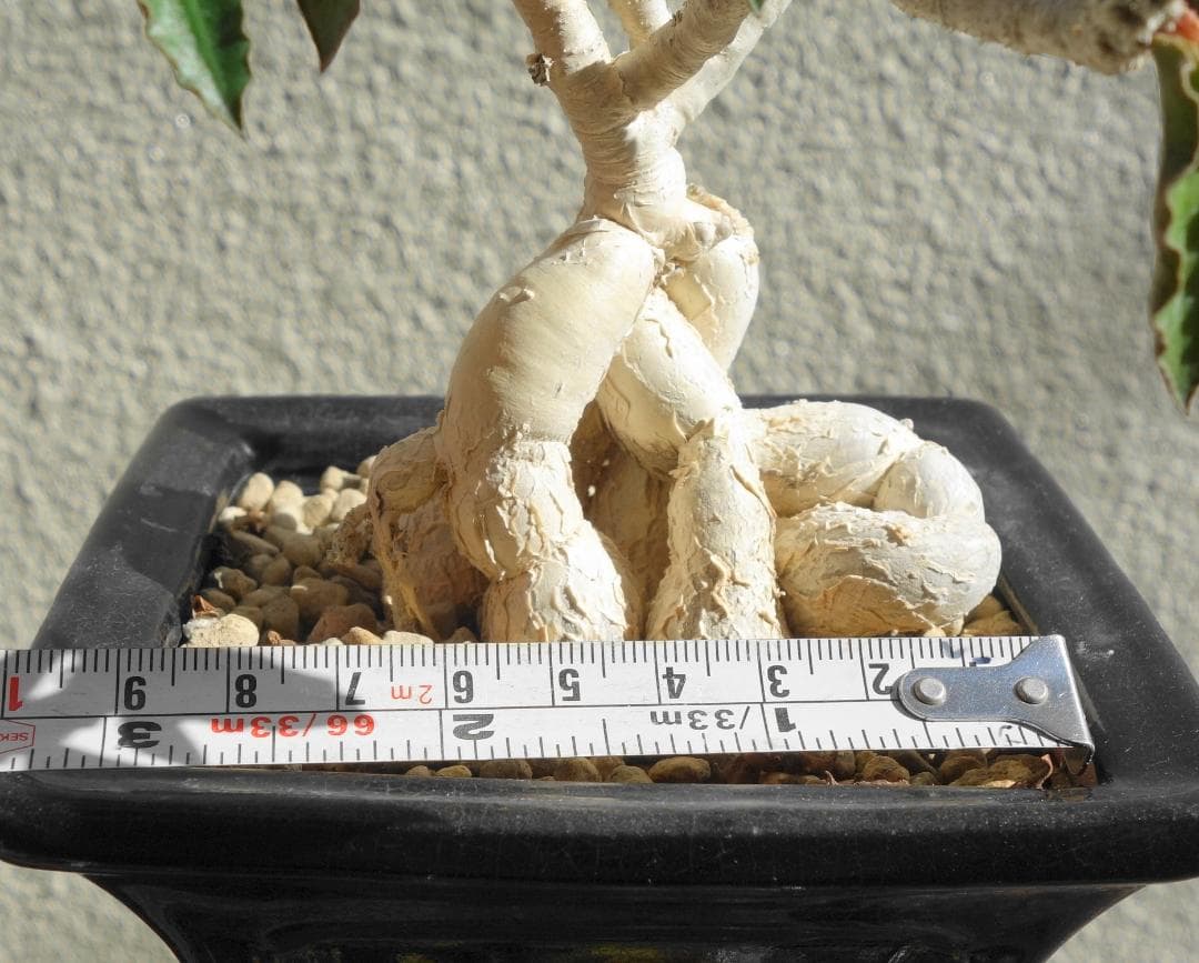 アンボボンベンシス 挿し木 盆栽風