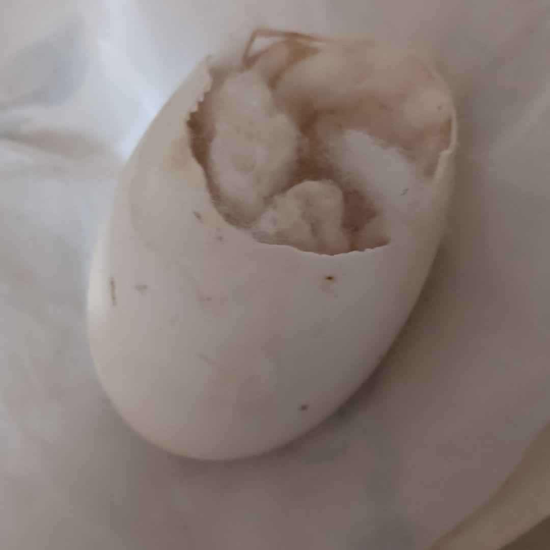 フランスアンティーク　イースターバニー