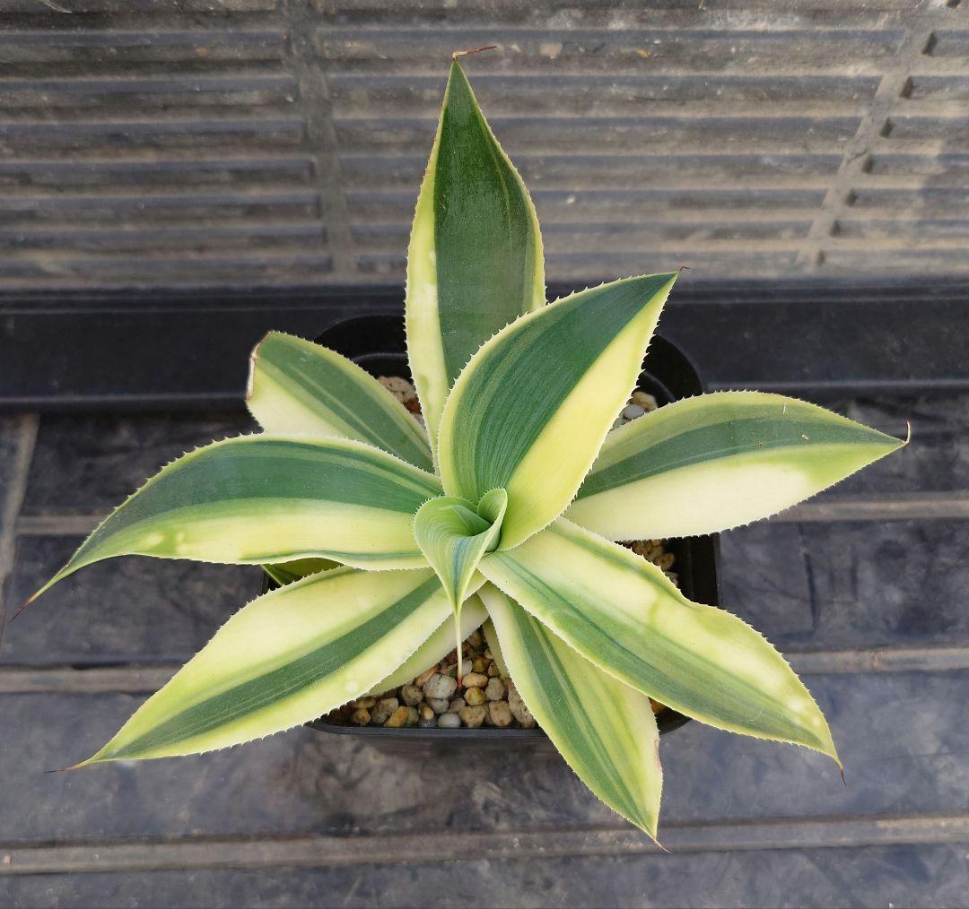 アガベ　ブルーフレイム錦　ブルーフレーム錦　アテナータ　翡翠盤