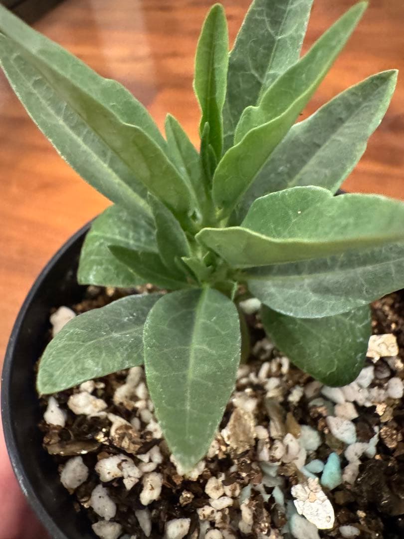 アデニアペチュエリー adenia pechuelii塊根植物 観葉植物 実生