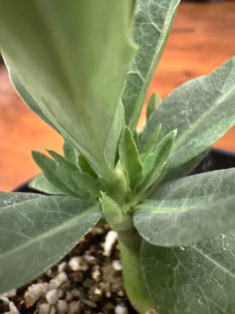 アデニアペチュエリー adenia pechuelii塊根植物 観葉植物 実生