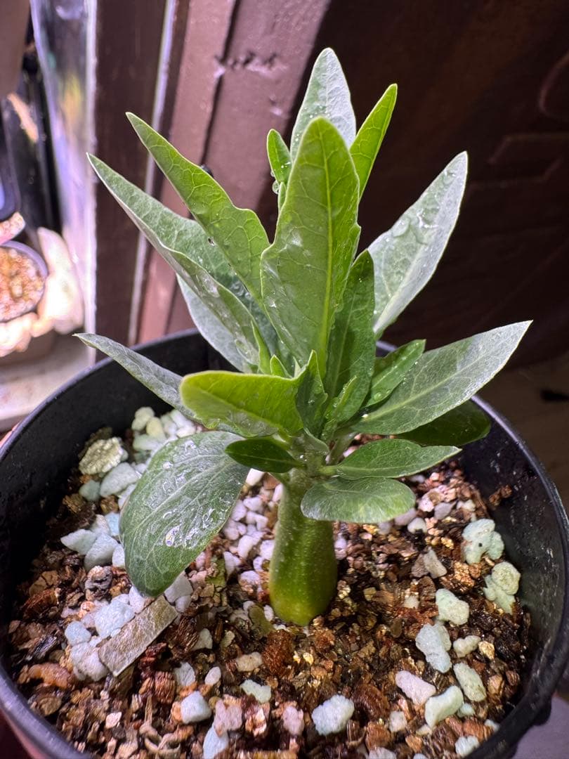 アデニアペチュエリー adenia pechuelii塊根植物 観葉植物 実生